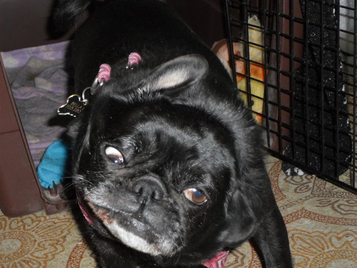 NWR: This is awesome...NOT!! Trying to find a Boston Terrier