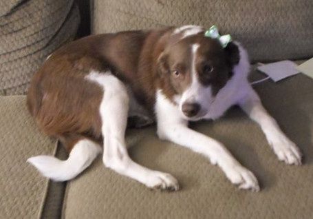 NWR- Does anybody want a dog?