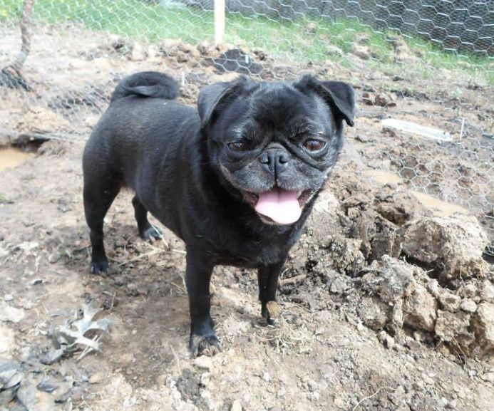 NWR- Does anybody want a dog?