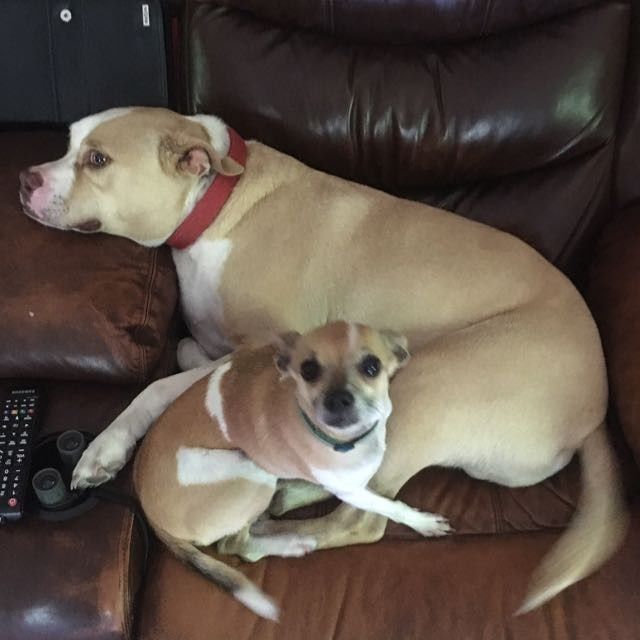 Spinoff: Show us your rescues!