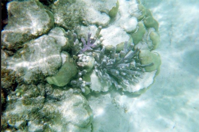 Disposable cameras