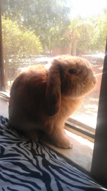 NWR- Furbaby Friday