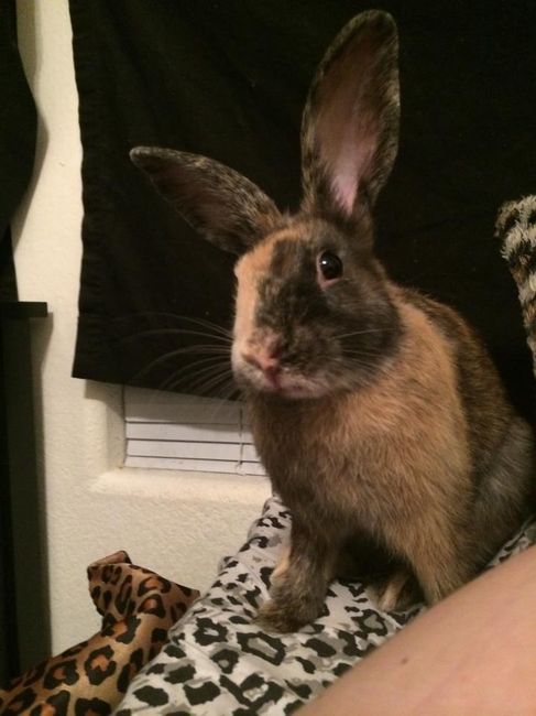 Fur-baby Tuesday!