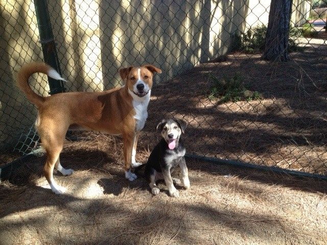 NWR- who has adopted their animals??