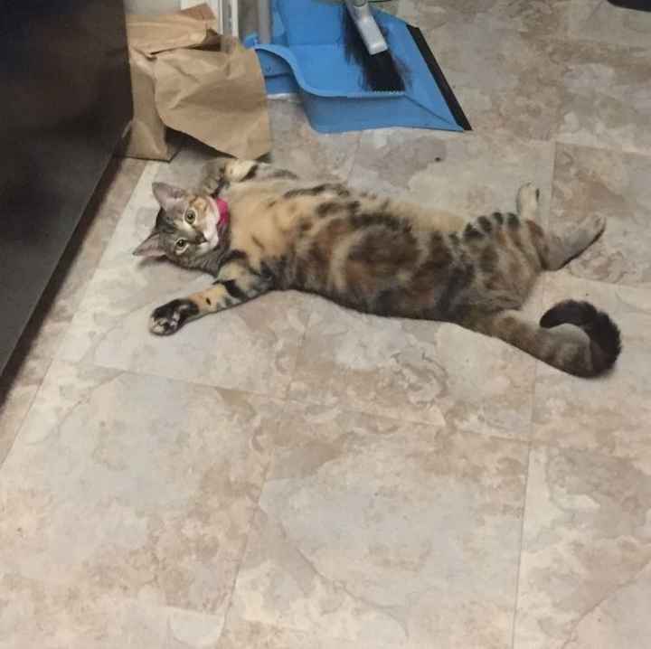 Pets "helping" you make things