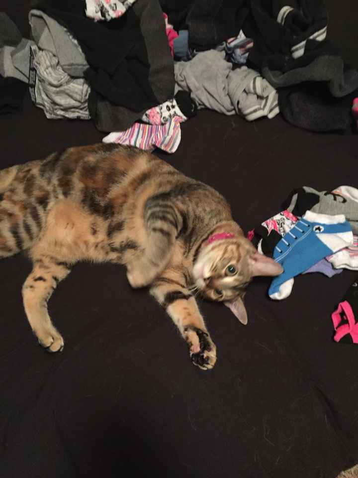 Furbabies?(non wedding post)