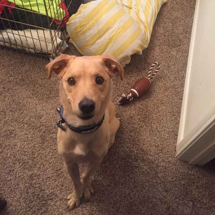 NWR: National Dog Day!