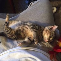 NWR: Silly pictures of your pets