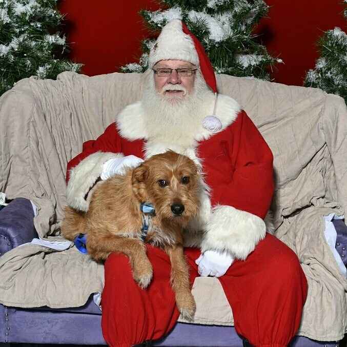 NWR - xmas pictures with fur-babies!