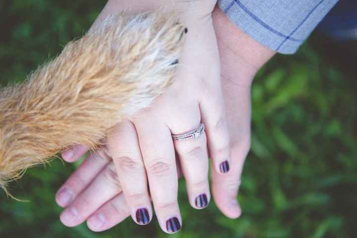 Dogs in engagement/bridal photos