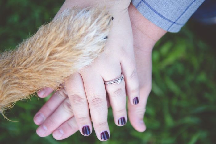 Dogs in engagement/bridal photos