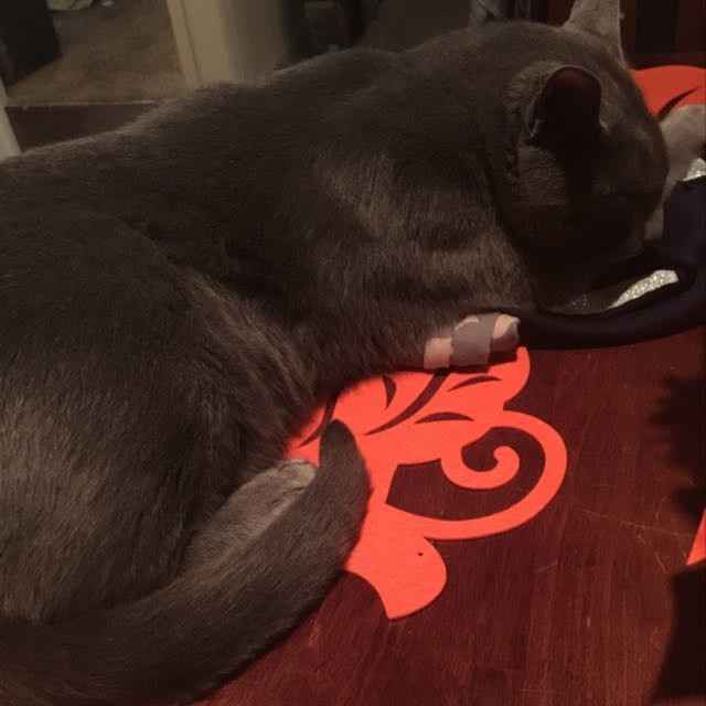 NWR: Show me your fur babies