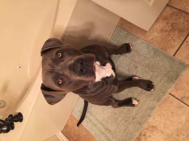 NWR: dog or no dog? Advice please