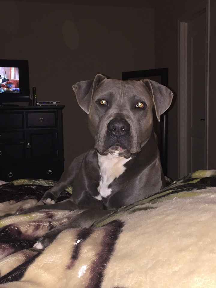 NWR - pitbulls and landlords