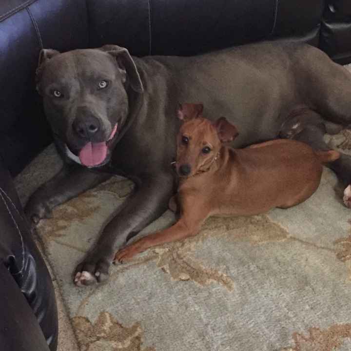 NWR - pitbulls and landlords