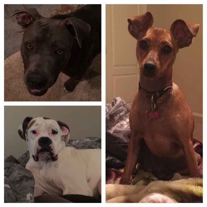 Fur babies
