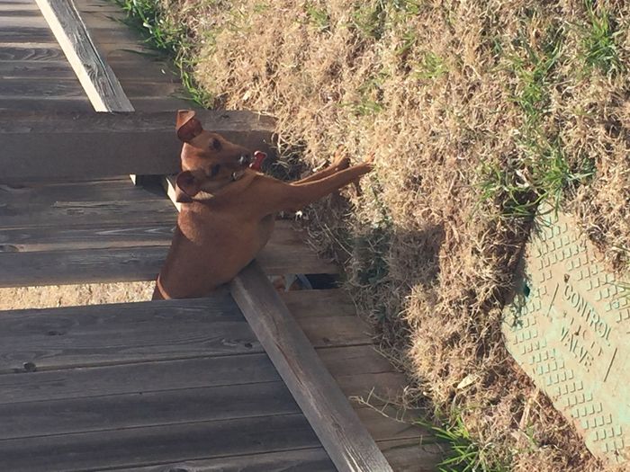 NWR- Does anybody want a dog?