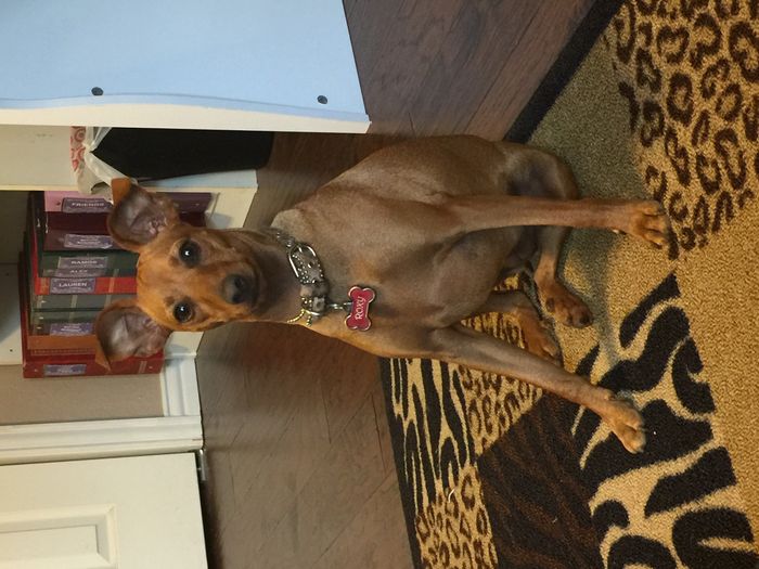 NWR: dog or no dog? Advice please