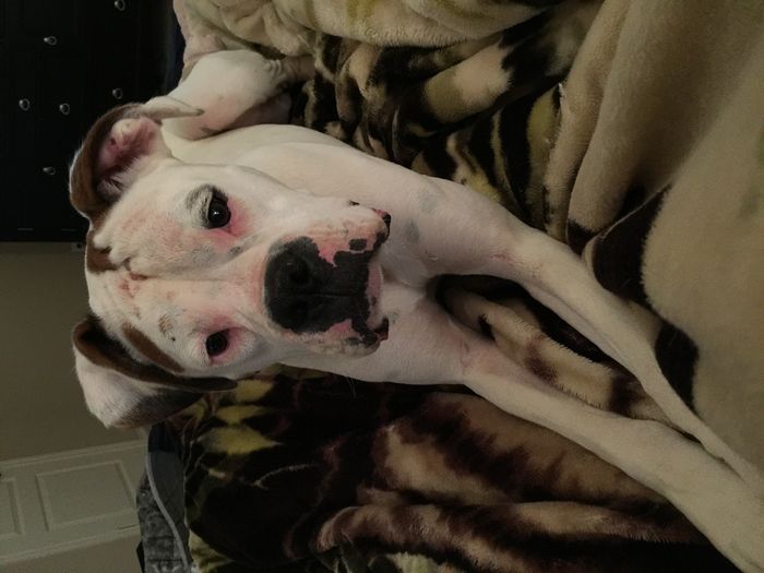 NWR: dog or no dog? Advice please
