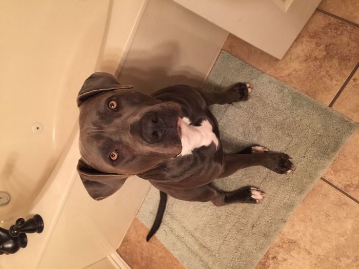 NWR - pitbulls and landlords