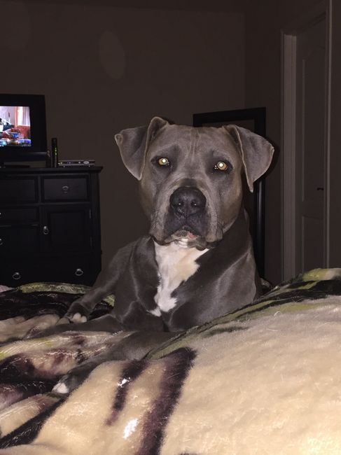 NWR - pitbulls and landlords