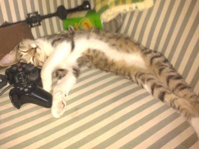 NWR... my cats.. do you have any pets?