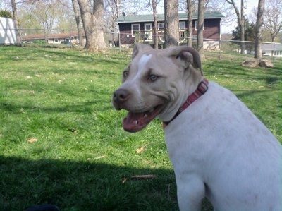 NWR: What kind of dog do you have?