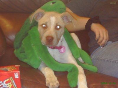 NWR: What kind of dog do you have?