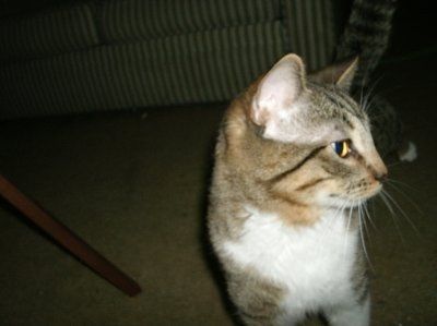 NWR: Lets see our pets!!