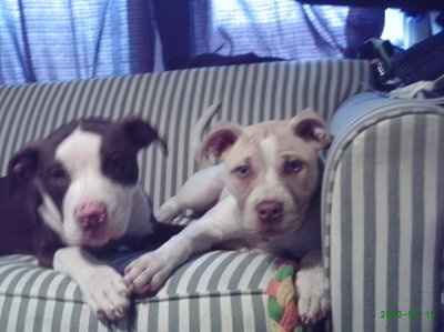 NWR: What kind of dog do you have?