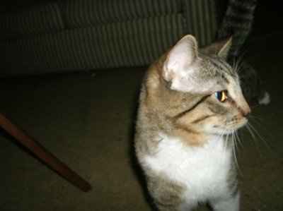 NWR: Lets see our pets!!