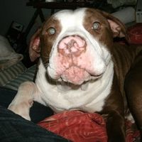 NWR: Lets see our pets!!