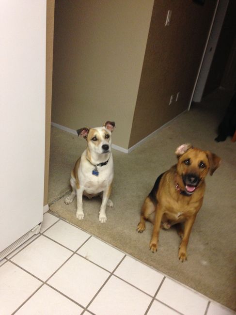 NWR: Show off your furbabies!