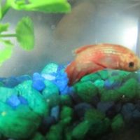 Furbabies!!! Lets show them off!