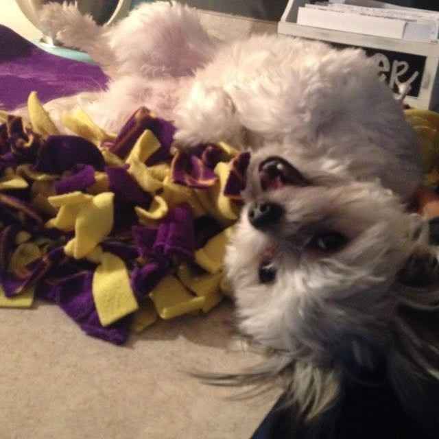 Sick and need cheering up--show me your Fur babies!