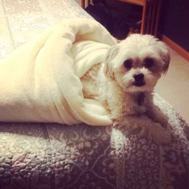 Sick and need cheering up--show me your Fur babies!