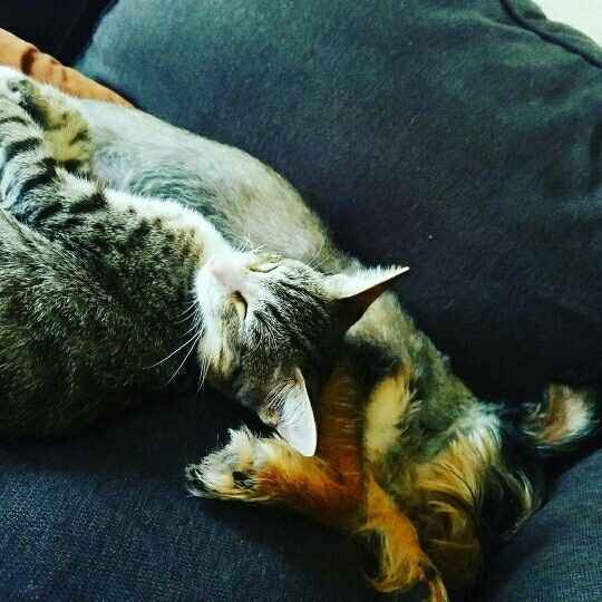 NWR- pets! We love them show me yours :)