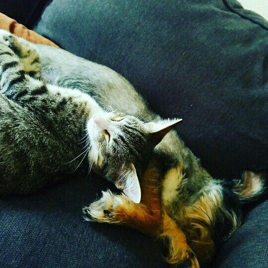 NWR- pets! We love them show me yours :)
