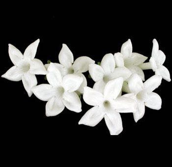 Stephanotis help!