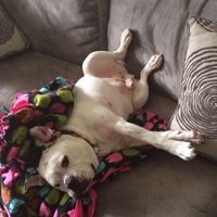 NWR: Bored? Show off your pets!