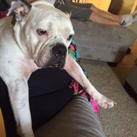 Show me those puppies!