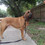 BloodhoundLover