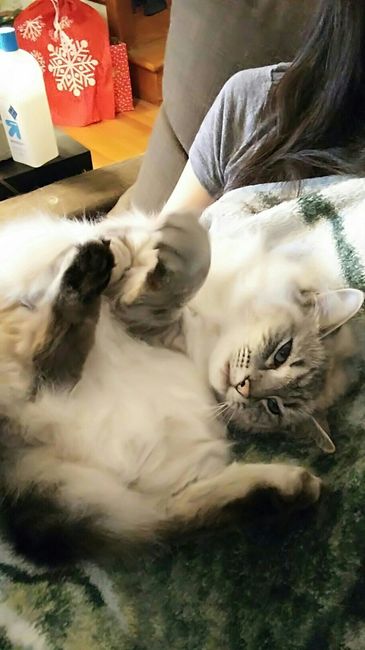 NWR: Tomorrow is National Cat Day!