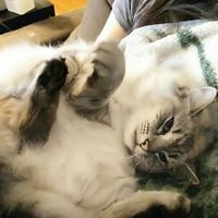 NWR: Tomorrow is National Cat Day!