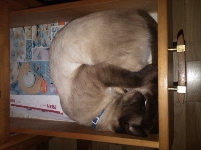Just for fun- haven't seen the furbabies in awhile