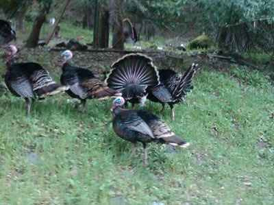 F%*K!!!!  Paging KK or anyone who knows about CHICKENS *Update*