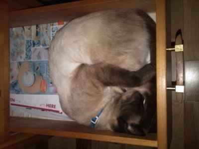 Just for fun- haven't seen the furbabies in awhile