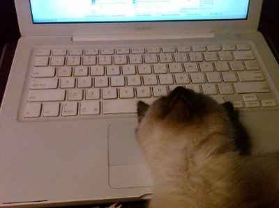 Just for fun- haven't seen the furbabies in awhile