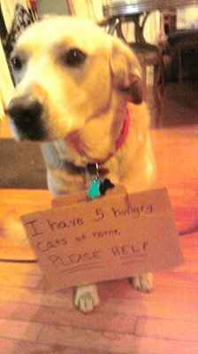 NWR:  Dressing your furbabies up for Halloween?