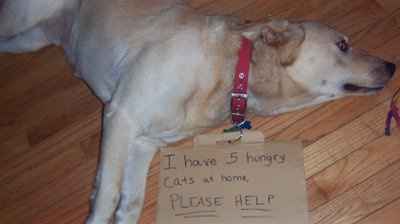 NWR:  Dressing your furbabies up for Halloween?